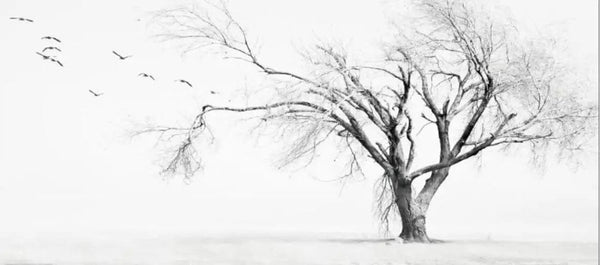 Watercolour Tree Wallpaper – Black and White